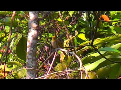 Bulbul ozdobný (Pycnonotus finlaysoni) — správanie, biotop a hlas