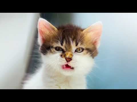 Bravecto for Cats TV Ad 15 second