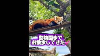 動物園までお散歩❤️無料の動物園