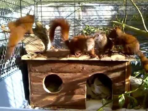 Junge Eichhörnchenbande