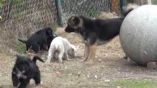 preview picture of video 'Des chiots qui jouent ensemblent à Nanchang, mignons non ?'