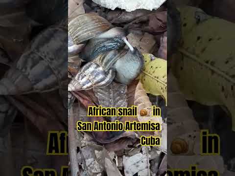 African snail 🐌 in San Antonio Artemisa Cuba