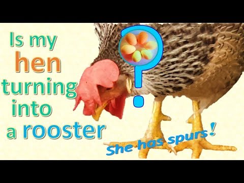 , title : 'Is my hen turning into a rooster? - She has spurs!'