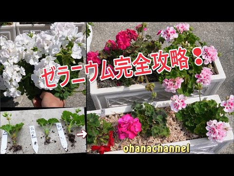 アイビーゼラニウム（Pelargonium peltatum）の挿し木はいつ、どのように行うのですか？チュートリアルとビデオ  庭園