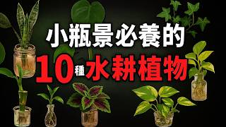 桌上小瓶景必養的10種水耕植物