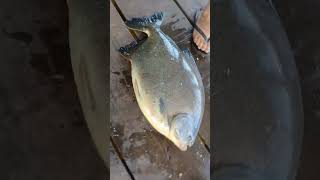 Download lagu umpan gacor ikan bawal mp3 Download lagu umpan gacor ikan bawal mp3