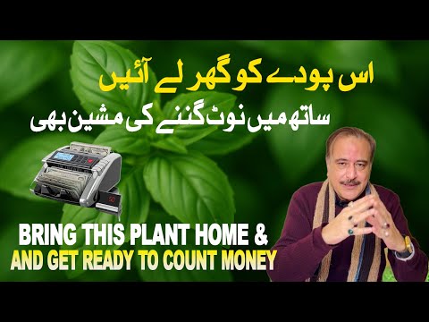 Ghar Mein Barkat Aur Paisay Barhane Wala Pauda layn or Cash Counting Machine Ready Sweet basil plant