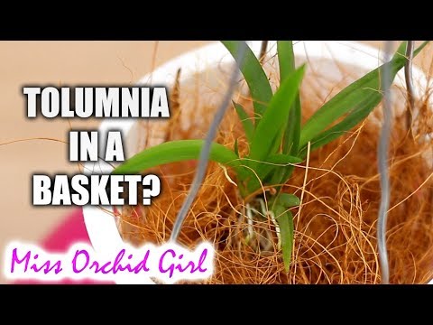 Tolumnia Orchids in baskets - Setup experiment