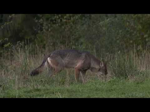 Wölfe und Bären in den polnischen Waldkarpaten – NATURBLICK-Ansitz-Fotoexkursion