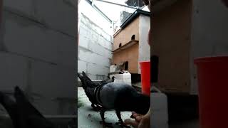 Download lagu #shorts Anak Burung Dara umur 21 hr Belum Bisa Makan Sendiri mp3