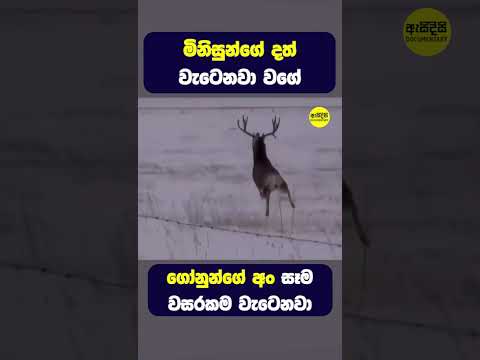 මිනිසුන්ගේ දත් වටෙනවා වගේ ගෝනුන්ගේ අං වැටෙනවා #shorts