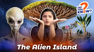 Socotra - the Alien Island