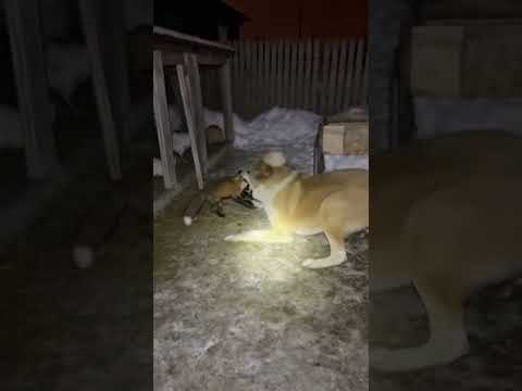 Лиса🦊в курятнике, собака защищает #shorts #animals