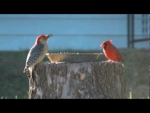 Woodpecker Cardinal Dove