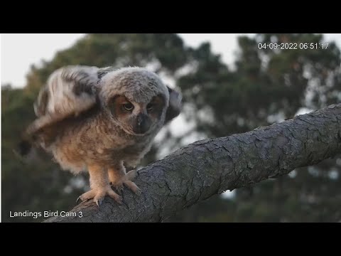 Savannah GHO Nest - Owlet close-up look on the branch