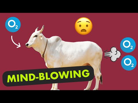 Cow is World's Best Animal | Ep 1 Pee News by Dhruv Rathee [Faking News] Video