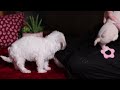 Bichon Frise dogs for sale: Roanna - Video 1