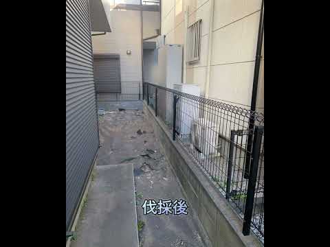 園芸 木や低木の伐採