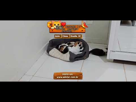 Vídeo de Mamãe (castrada) e filhinhas (castração garantida)