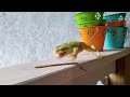 Eating The Spaghetti Worm