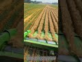 Modern Agricultural Machine Harvesting Wheat Fields Efficiently and Precisely