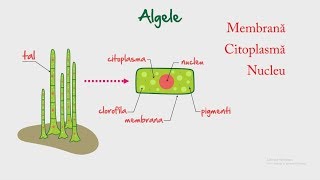 Algele