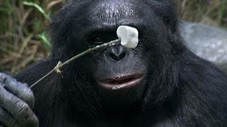 Crazy Smart Ape Lights Campfire, Roasts Marshmallows | The Real Apes of the Planet