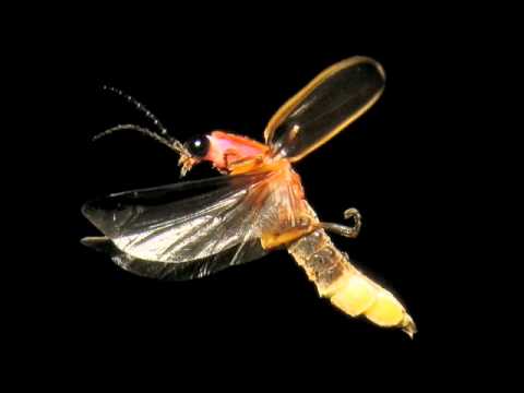 rumorse - Welcoming Fireflies