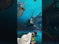 The deep sea #shorts
