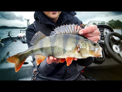 Perch Fishing