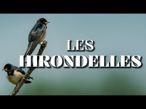 Les Hirondelles : La Chronique du Vivant