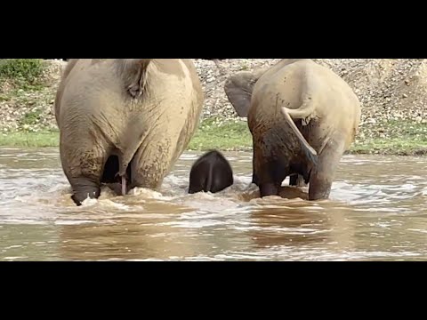 Nanny Protect Baby Elephant Pyi Mai While Having Fun In The River - ElephantNews