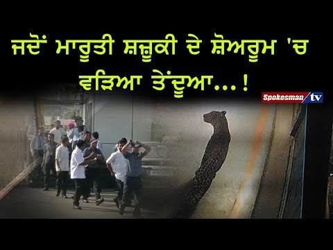 ਜਦੋਂ ਮਾਰੂਤੀ ਸ਼ਜ਼ੂਕੀ ਦੇ ਸ਼ੋਅਰੂਮ 'ਚ ਵੜਿਆ ਤੇਂਦੂਆ...!