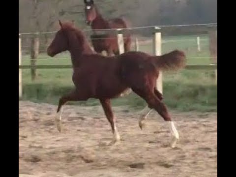 2018 Hanoverian colt by FINNIGAN (FLORISCOUNT - DON SCHUFRO)