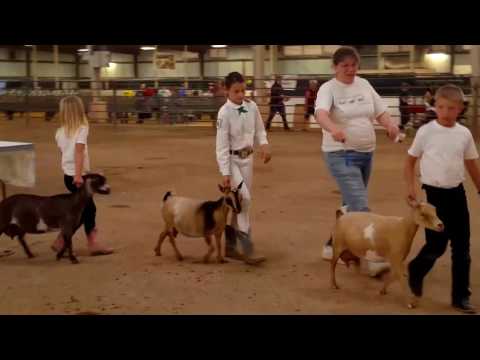 Helping To Understand A Dairy Goat Show
