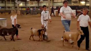 Helping To Understand A Dairy Goat Show