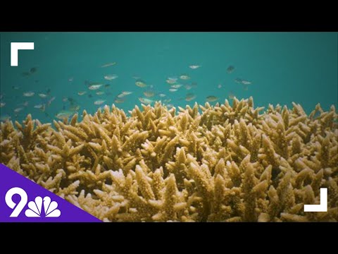 The Great Barrier Reef in Danger Due to Climate Change