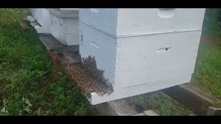 Hot Bees