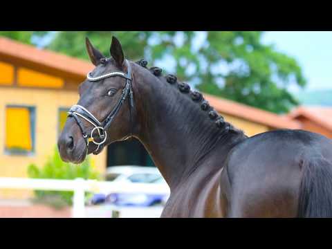 Hengst von Fürst Wilhelm