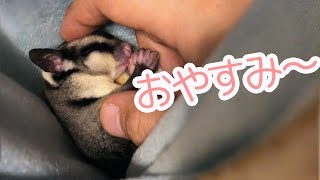 ベタ慣れフクロモモンガを寝かしつけてみた