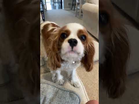 Honey unlocked a new sound!🐶!#kingcharlescavalier #howling #dog #dogs #pets #cute #puppy #puppies