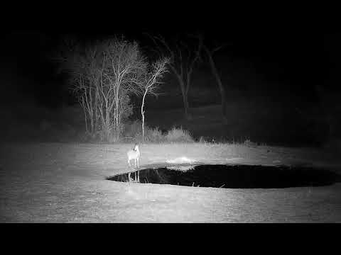 Djuma: Duiker gets a drink - 02:33 - 09/24/21