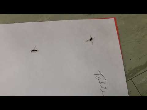Ants Found in the Corner of the Classroom in Freehold, NJ