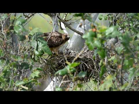 Red Tail Hawk Feeding Chicks