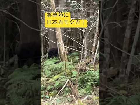 自然薬局：薬草園に絶対に入れておきたい、自分を癒す20の植物  庭園