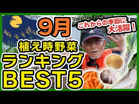9月に植える野菜は何ですか