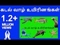 கடல் வாழ் உயிரினங்கள் Learn Tamil Sea Animals Names Video For 