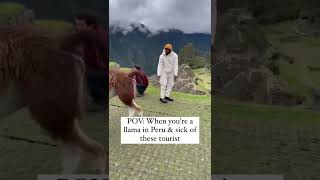 Bro was over it 🤣📍Machu Picchu, Peru 🏔