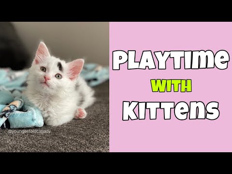 Playtime with Kittens