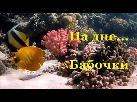 Бабочки Арабесок